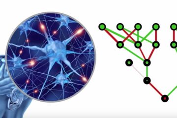 Neurons