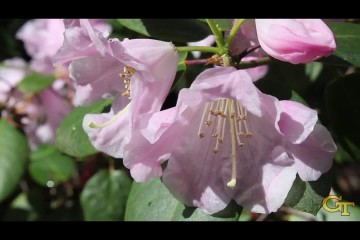 Waggle